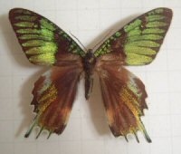 Urania ripheus Aberration from Madagascar. (Internet Image property of respective owner, non-commercial use only)